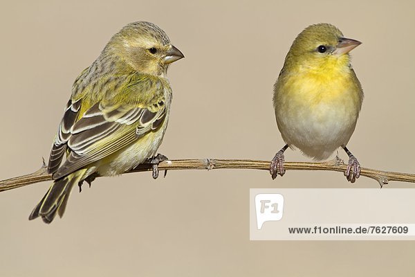 Two Yellow Canaries (Serinus flaviventris)  Nossob Campsite  Botswana