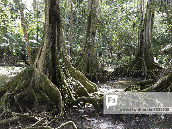 Brettwurzeln  Drachenblutbaum (Pterocarpus officinalis)  Punta Uva  Puerto Viejo de Talamanca Costa Rica  Zentralamerika