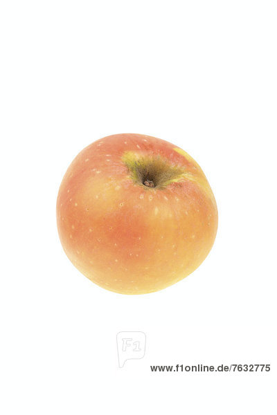 Apfel der Apfelsorte Hofheimer Glanzrenette