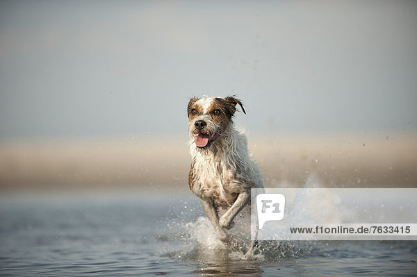 Parson Russell Terrier läuft durch Wasser