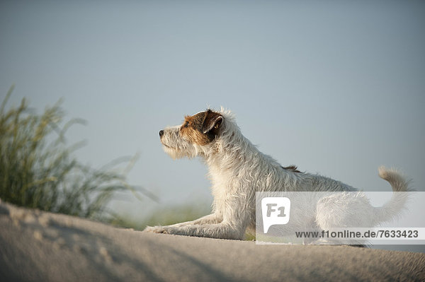 Parson Russell Terrier liegt auf einer Düne