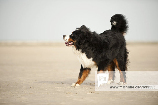 Berner Sennenhund steht am Strand