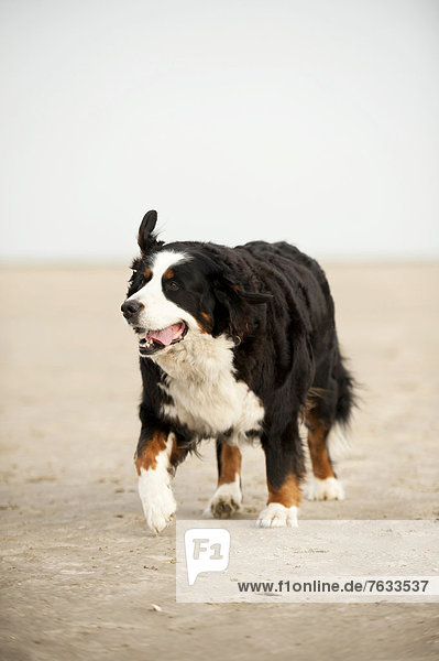 Berner Sennenhund läuft am Strand