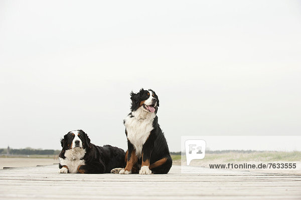 Zwei Berner Sennenhunde sitzen auf einem Steg