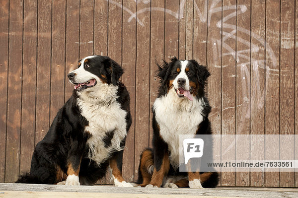 Zwei Berner Sennenhunde sitzen vor einer Holzwand