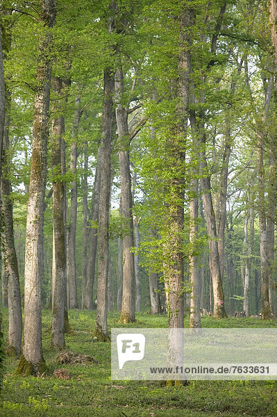 Eichenwald von Moladiers in Richtung Moulins  Traubeneichen oder Wintereichen (Quercus petraea)  Bourbonnais  Allier  Auvergne  Frankreich  Europa