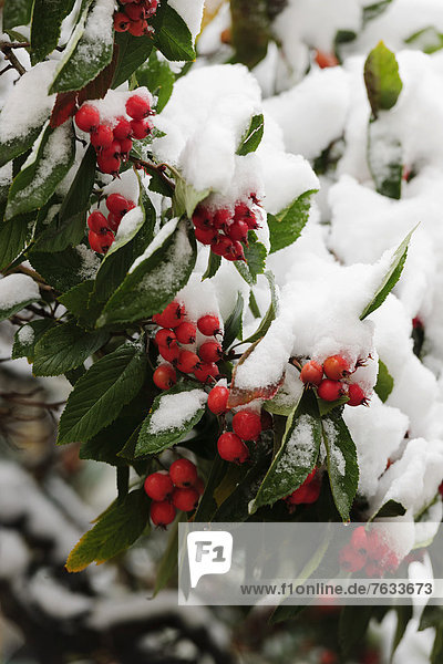 Zwergmispel (Cotoneaster) im Schnee