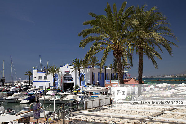 Palmen an der Marina  Marbella  Costa del Sol  Andalusien  Spanien  Europa  ÖffentlicherGrund