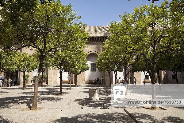Orangenhof der Kathedrale Santa Maria de la Sede, Sevilla, Andalusien, Spanien, Europa