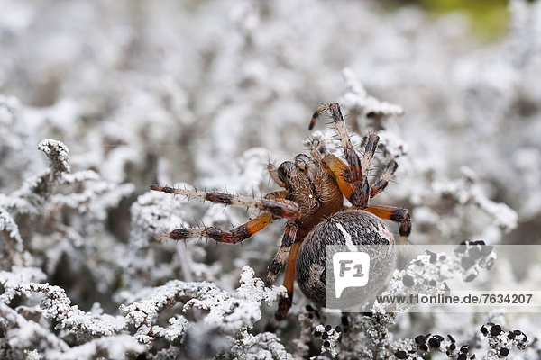 Echte Radnetzspinne (Araneidae)  Alaska