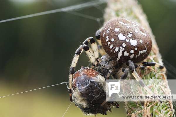 Echte Radnetzspinne (Araneidae) mit einer Biene  Alaska