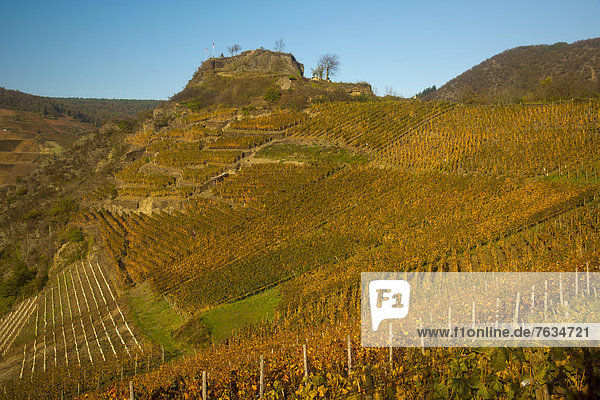 Weinberge im Herbst  Burgruine Saffenburg oberhalb Mayschoß  Ahrtal  hier wird Rotwein der Spätburgunder und Portugieser Traube angebaut  Rotweinanbaugebiet  Eifel  Rheinland-Pfalz  Deutschland  Europa