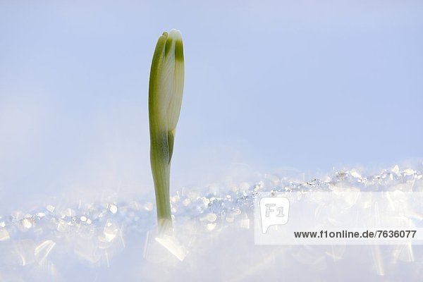 Blüte eines Märzenbechers (Leucojum vernum) im Schnee