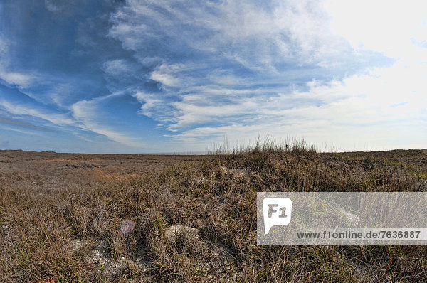 padre island national seashore Texas USA United States America vegetation sky landscape