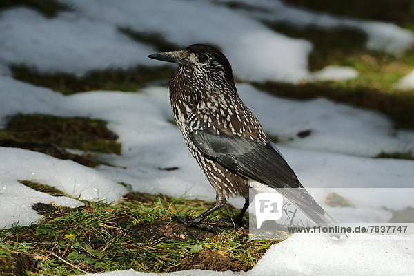 Switzerland  Europe  Arosa  bird  birds songbird  nutcracker  forest  snow