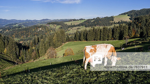 Blappach  Emmental  Fleckvieh  Simmental cattle  canton Bern  Bern  cow  scenery  milk cow  dairy  Switzerland  Europe  Simmentaler Fleckvieh  Simmental cattle  Trubschachen  cattle  wood  forest  pasture  willow