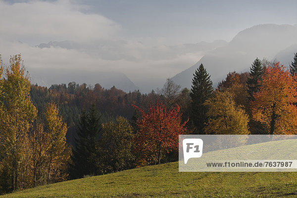 Helligkeit Europa Wald Nebel Holz Herbst Österreich Laub Stimmung Oberösterreich