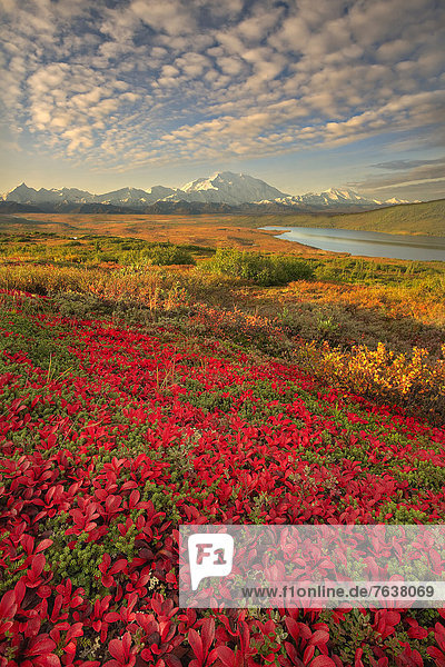 Vereinigte Staaten von Amerika USA Nationalpark Hochformat Farbaufnahme Farbe Außenaufnahme Landschaftlich schön landschaftlich reizvoll Berg Tag Amerika Wolke Landschaft niemand Natur ungestüm Herbst Denali Nationalpark Alaska freie Natur Tundra