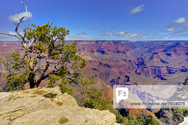 Vereinigte Staaten von Amerika  USA  Nationalpark  Außenaufnahme  Landschaftlich schön  landschaftlich reizvoll  Tag  Amerika  Baum  Landschaft  Steilküste  niemand  Wüste  Natur  ungestüm  Arizona  Ansicht  Grand Canyon  Schlucht  UNESCO-Welterbe  freie Natur  South Rim