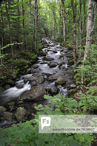 Nationalpark Wasser grün fließen Bach Bürste Kanada Quebec