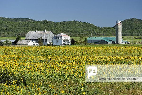 Blue  Sky  Canada  Farm  sunflowers  St. Fabien  Quebec  barn  farmers  farming  farmhouse  field  flowers  grain  silo  horizontal  agriculture