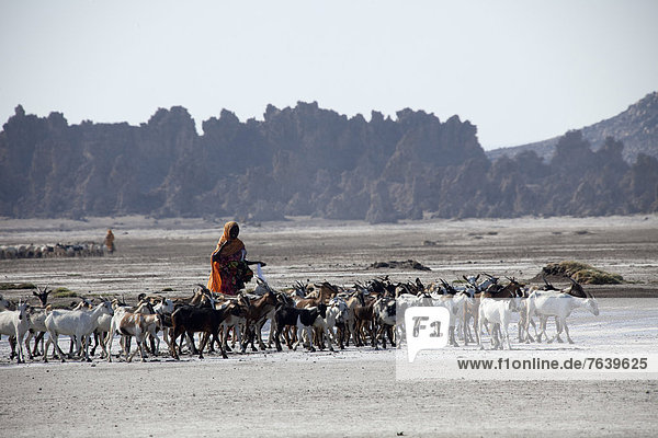 herd of goats  goats  nanny goats  Abbesee  Djibouti  Africa  scenery  landscape  nature  lake  lakes  agriculture  shepherd