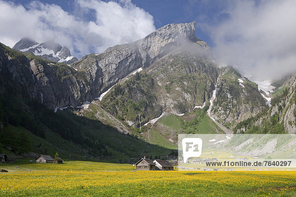Hausrind Hausrinder Kuh Europa Berg Landwirtschaft Schweiz