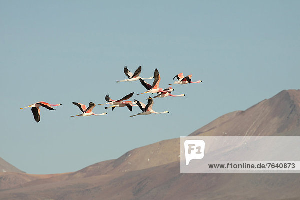 Nationalpark  Tier  Vogel  Anden  Chile  Flamingo