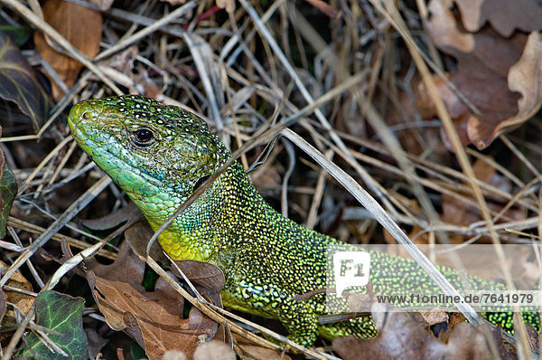 Waage - Messgerät  Portrait  Schutz  grün  Tier  Wildtier  blau  Reptilie  Eidechse  Ethnisches Erscheinungsbild  Echse