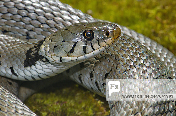 Ringelnatter Natrix natrix Waage - Messgerät Portrait grau Schutz Tier Wildtier Gefahr Reptilie Schlange Ethnisches Erscheinungsbild