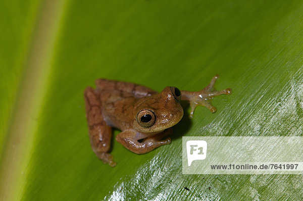 Tropisch  Tropen  subtropisch  Baum  Tier  ungestüm  Amphibie  Frosch  Punkt  braun  Costa Rica  Wildtier