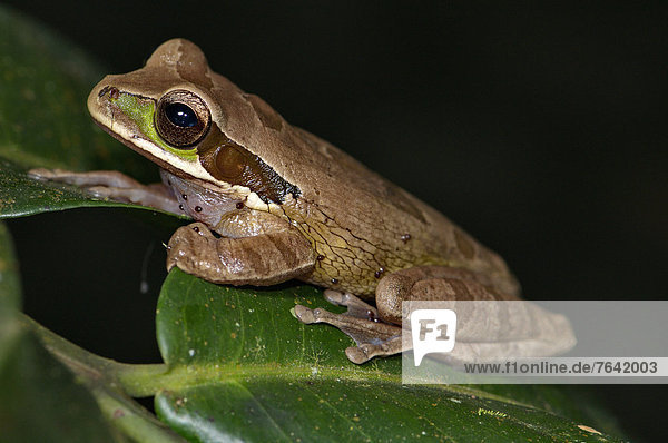 Tropisch  Tropen  subtropisch  Baum  grün  Tier  ungestüm  Amphibie  Frosch  Punkt  braun  Costa Rica  Wildtier