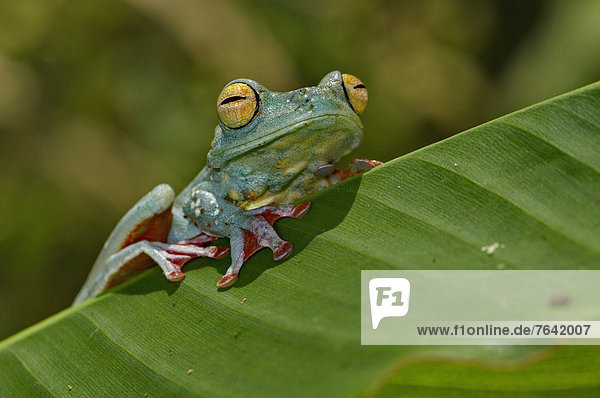Tropisch  Tropen  subtropisch  grün  Tier  bunt  ungestüm  Amphibie  Frosch  rot  Laubfrosch  Hyla arborea  Costa Rica  Wildtier