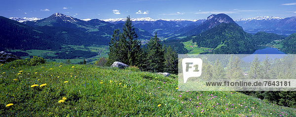 Panorama Europa Urlaub ruhen Blume Reise Sommer Ruhe Wald Berg Natur Holz Stille Wiese Ansicht Österreich Rest Überrest Tirol