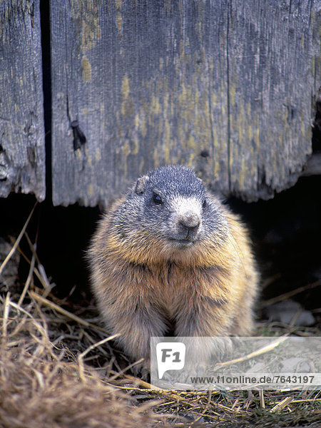 Alpenmurmeltier Marmota marmota hoch oben bauen Europa Gebäude Angst Tier Berg Natur Holz Verlegenheit Fell - Tier Alpen verstecken Waldmurmeltier Marmota monax Arlbergpass Arlberg Österreich Lechtal Stanzertal Tirol