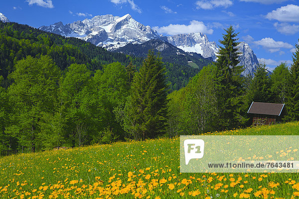 Blumenwiese Berg Blume Reise Baum Gesundheit Ziel Wald Natur Holz Alpen Sommerurlaub Garmisch Partenkirchen Zugspitze Bayern Deutschland Schnee