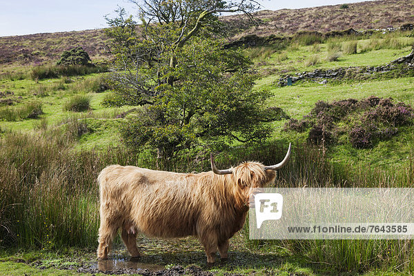 England  Devon  Dartmoor  Highland Cattle