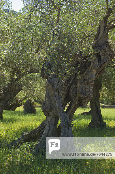 Olivenbaum  Echter Ölbaum  Olea europaea  Außenaufnahme  Landschaftlich schön  landschaftlich reizvoll  Europa  Tag  Landschaft  Landwirtschaft  niemand  Natur  Mallorca  Balearen  Balearische Inseln  Spanien