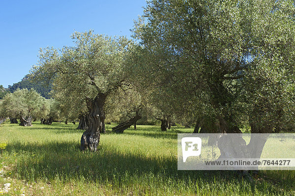 Olivenbaum  Echter Ölbaum  Olea europaea  Außenaufnahme  Landschaftlich schön  landschaftlich reizvoll  Europa  Tag  Landschaft  Landwirtschaft  niemand  Natur  Mallorca  Balearen  Balearische Inseln  Spanien