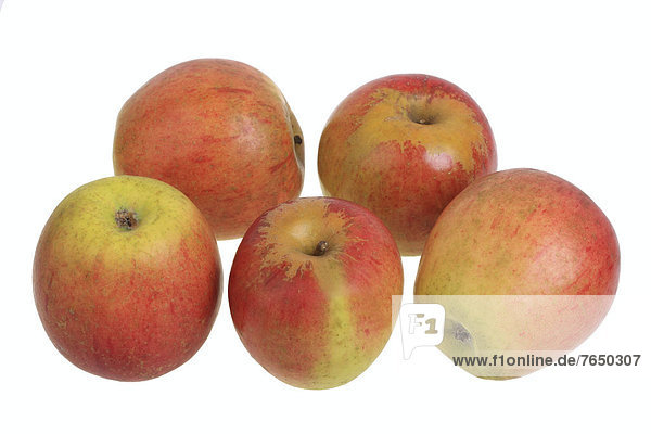 Apples  Trendelburg Kalvill variety