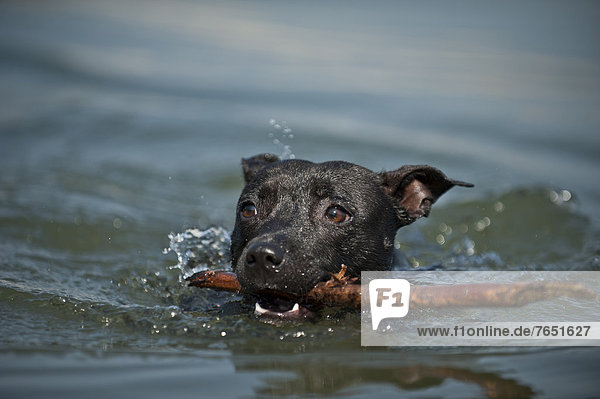 Old English Staffordshire Bull Terrier  dog swimming in a lake