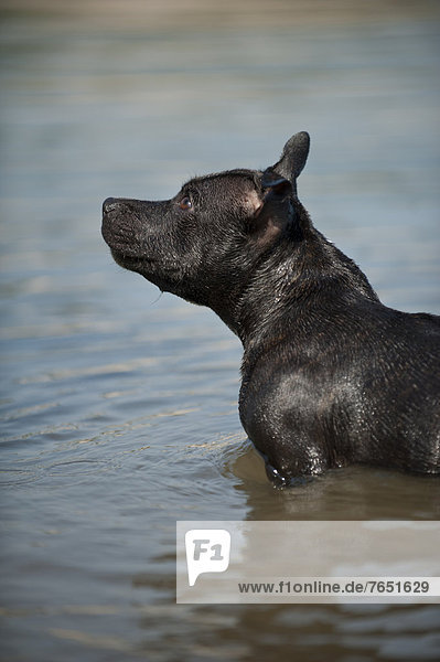 Old English Staffordshire Bull Terrier  dog standing in the water