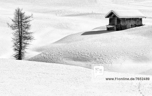 Nadelbaum Trentino Südtirol Europa Winter Fotografie Landschaft weiß schwarz Dolomiten Italien Seiser Alm