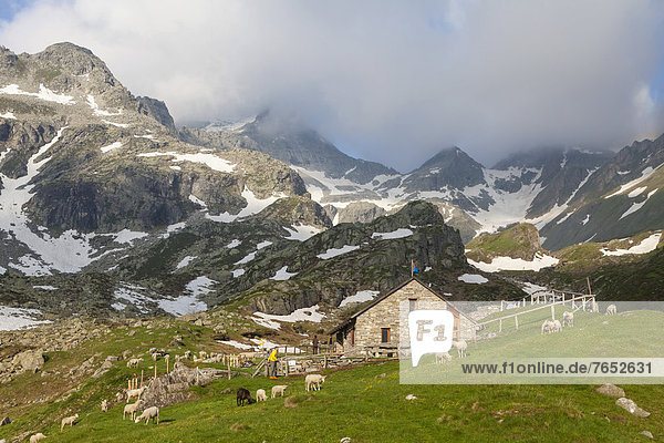 Hütte  Europa  Berg  Schaf  Ovis aries  Herde  Herdentier  Vogelschwarm  Vogelschar  Schweiz