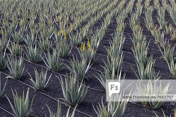 nahe  Aloe Aloe Vera  Europa  Kanaren  Kanarische Inseln  Plantage  Fuerteventura  Spanien
