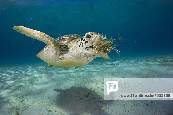 Wasserschildkröte Schildkröte grün essen essend isst Seegras Philippinen Asien