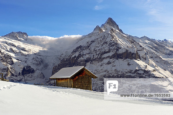 Europa  Berg  Winter  frontal  Chalet  Westalpen  Grindelwald  Schweiz