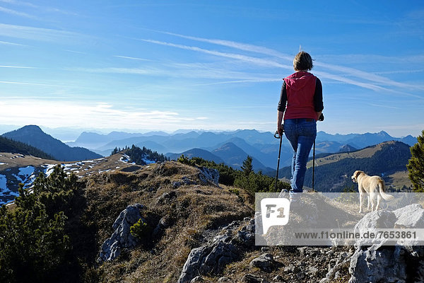 Female mountain hiker with Labrador  Aschau  Klausberg  Chiemgau Alps  Bavaria  Germany  Europe