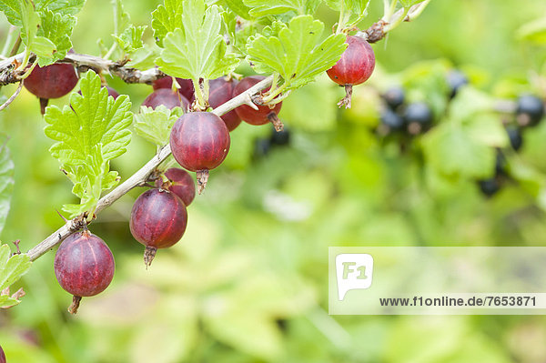 Gooseberry plant (Ribes uva-crispa) in garden with fruits hanging from the branches