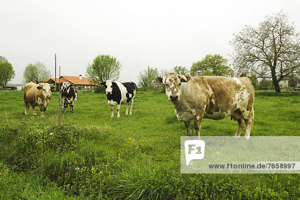 Vier Kühe  die auf einem Feld in die Kamera schauen  Frankreich